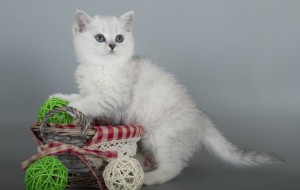 Серебристый затушеванный окрас британских кошек. Затушеванные серебристые британские кошки, коты, котята: фото. Британцы серебристые затушеванные: стандарт окраса